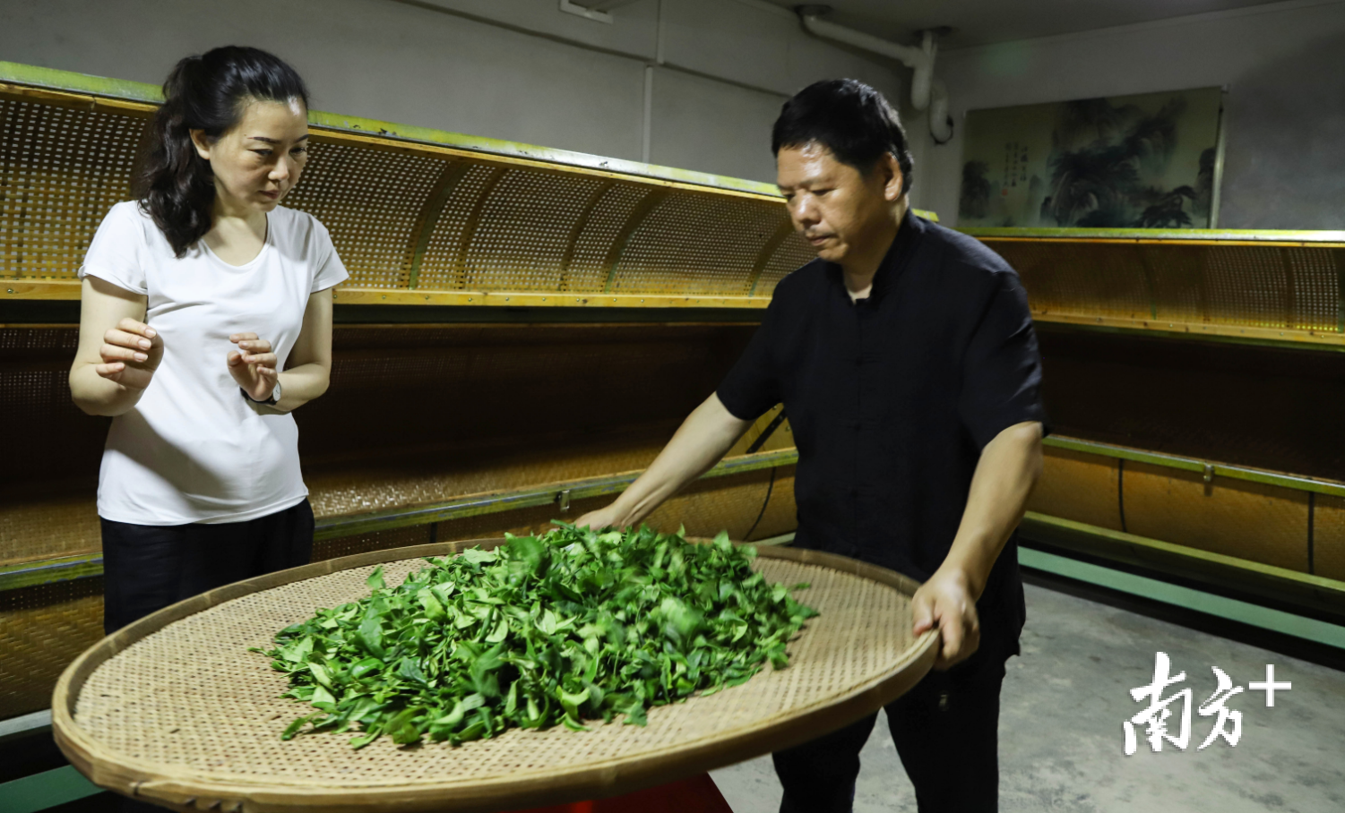 在潮州的凤凰茶区，叶汉钟老师为学徒演示讲解摇青步骤的操作要点。洪丽纯 摄