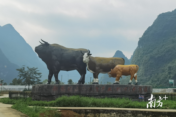 都安瑶山牛。