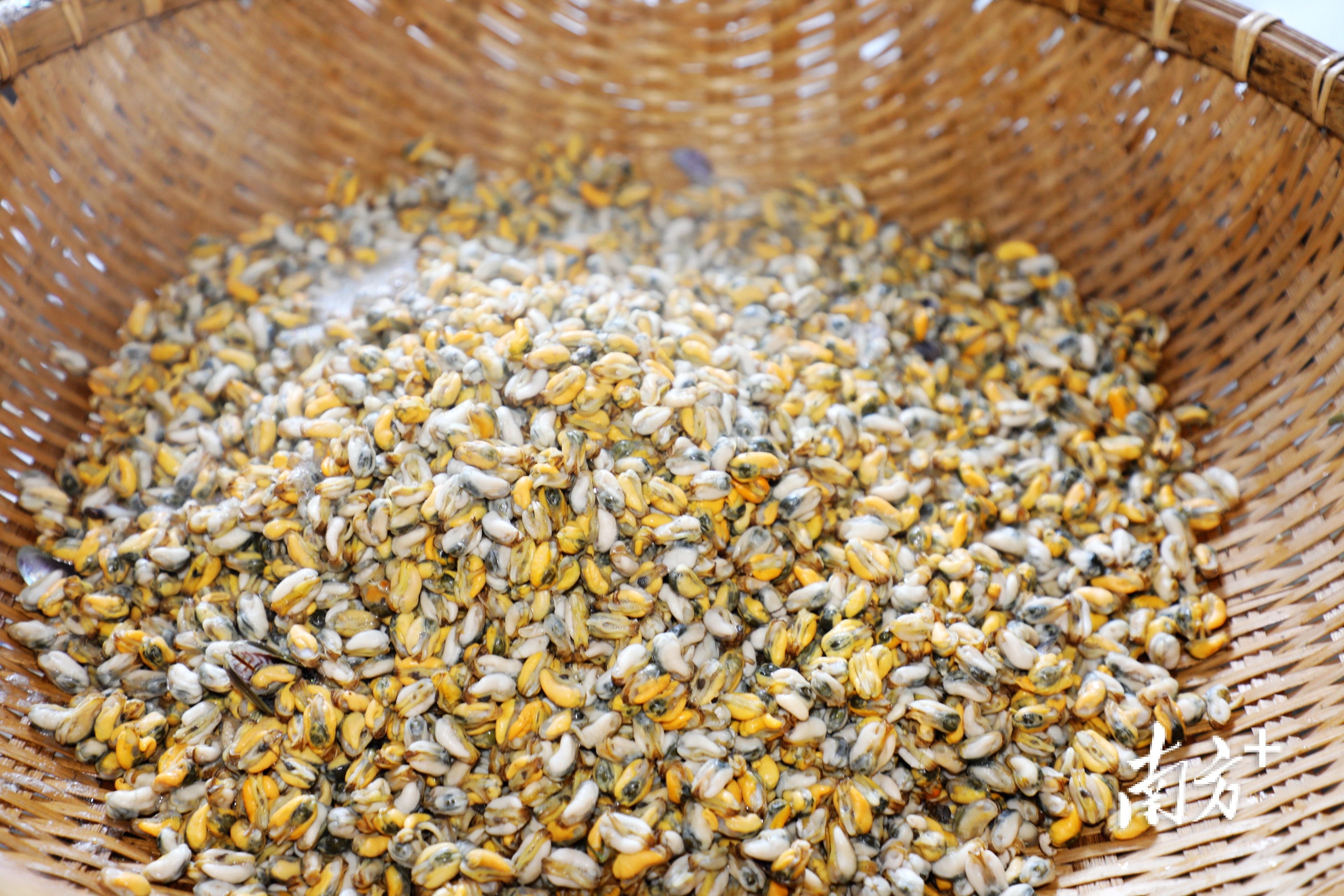 经过脱锭、筛选、浸漂、煮沸等工序才得到薄壳米，可谓“粒粒皆辛苦”。