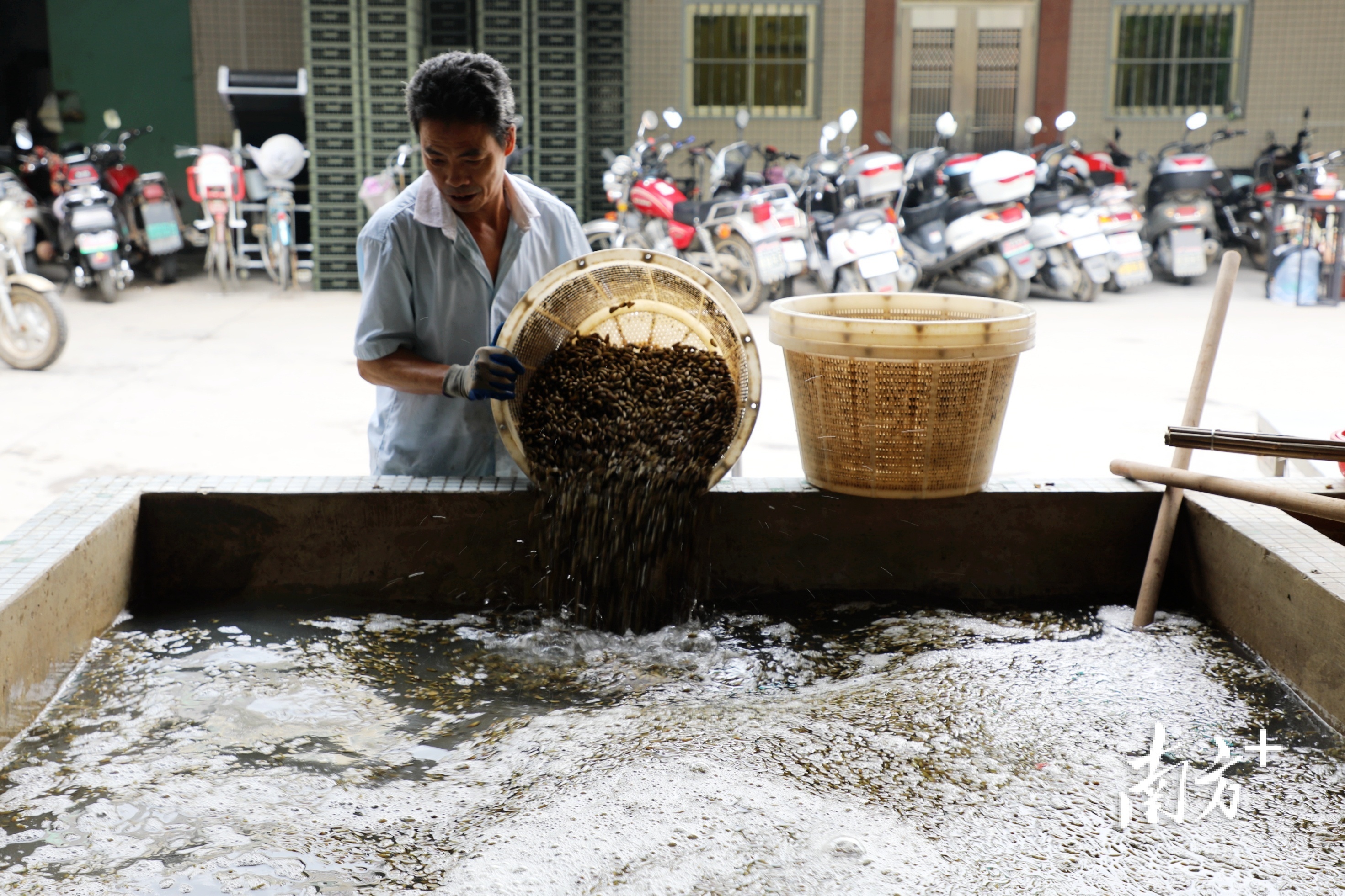 经过机器筛选大小后的薄壳还需回到水池里浸泡两小时才算干净。