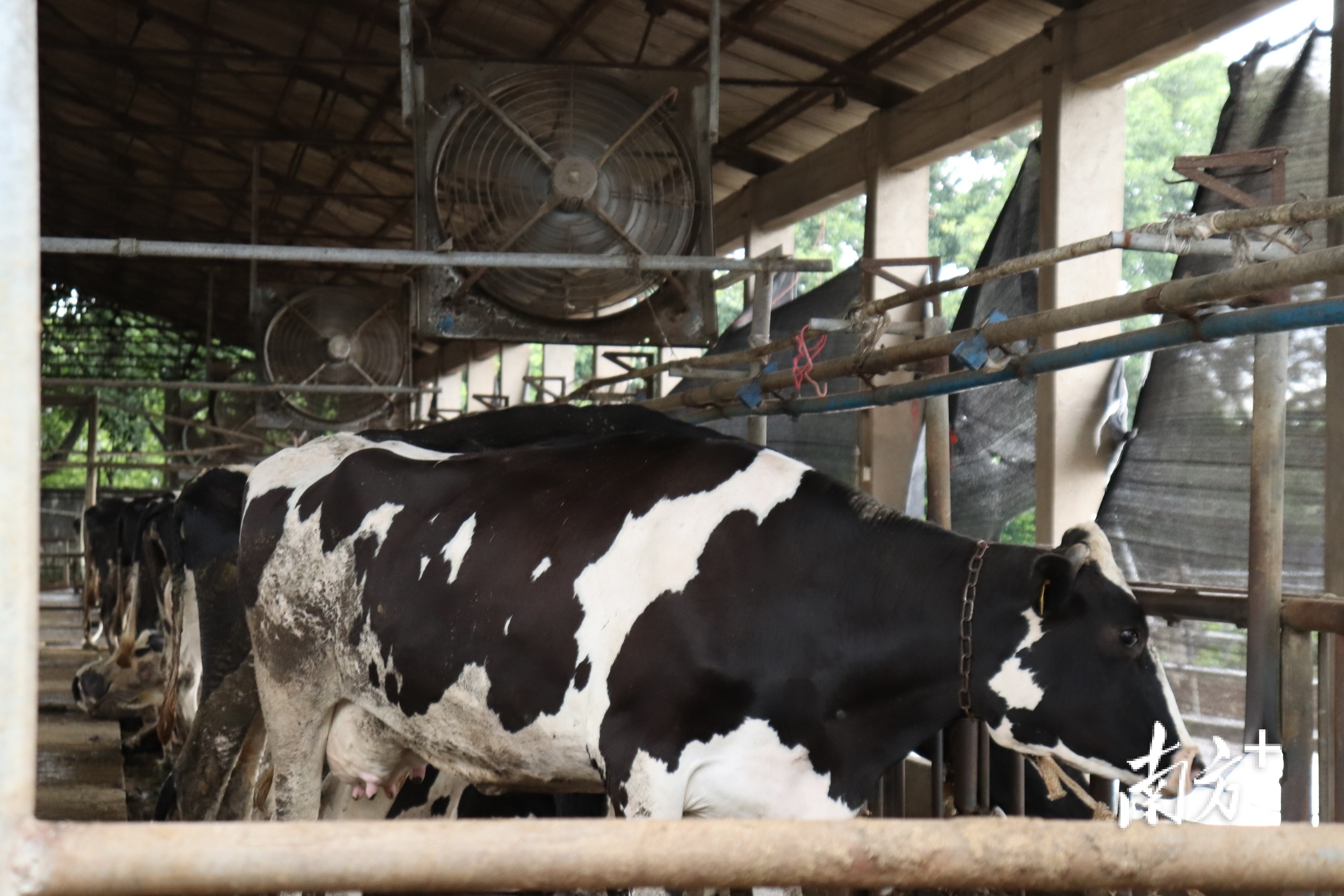 濠江澳士兰牧场是粤东唯一的大型奶牛场,濠江有序推进澳士兰乳业市级现代农业产业园项目建设。蔡旭英 摄 通讯员/受访者 蔡旭英 供图 濠江澳士兰牧场是粤东唯一的大型奶牛场,濠江有序推进澳士兰乳业市级现代农业产业园项目建设。蔡旭英 摄 通讯员/受访者 蔡旭英 供图