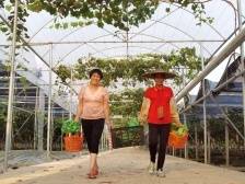 “佛味鲜生”十大优质佛山本地粤菜食材评选开启