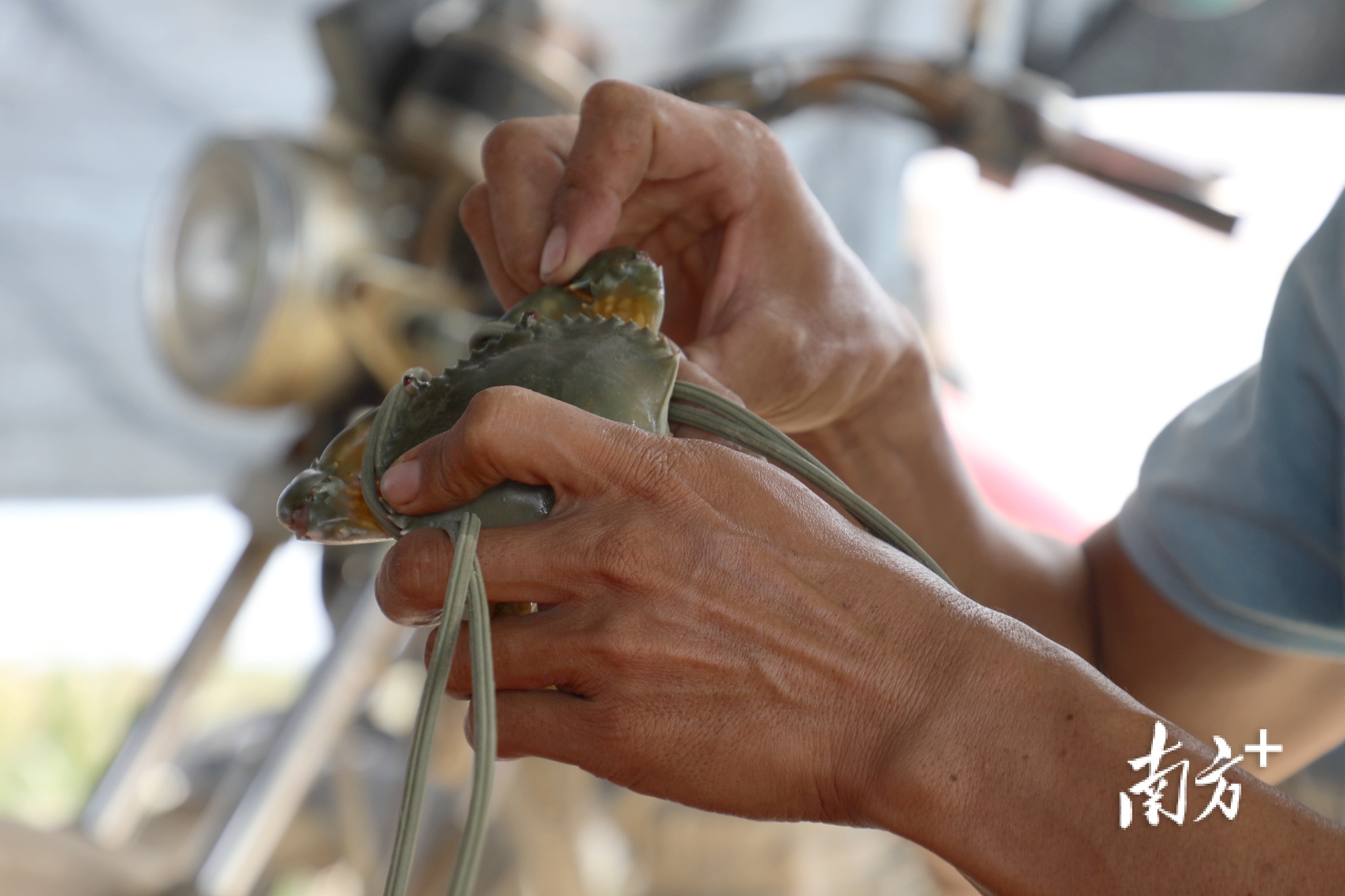 捆蟹最关键是专心,稍有分神就容易被夹到手指。 南方+ 张伟炜 拍摄 捆蟹最关键是专心,稍有分神就容易被夹到手指。 南方+ 张伟炜 拍摄