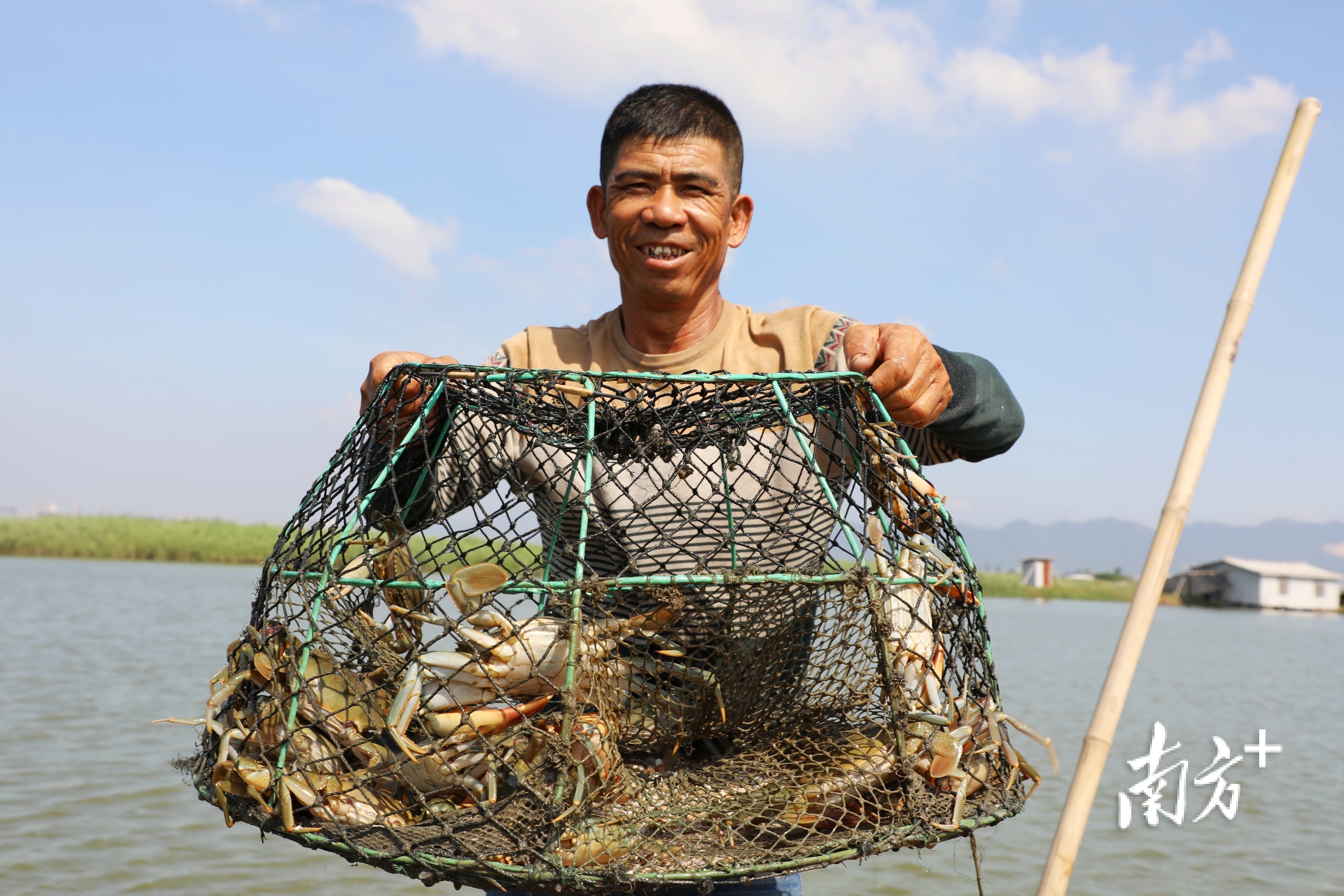 林惠庆提着刚出塘的一笼青蟹,脸上露出了笑容。 南方+ 张伟炜 拍摄 林惠庆提着刚出塘的一笼青蟹,脸上露出了笑容。 南方+ 张伟炜 拍摄