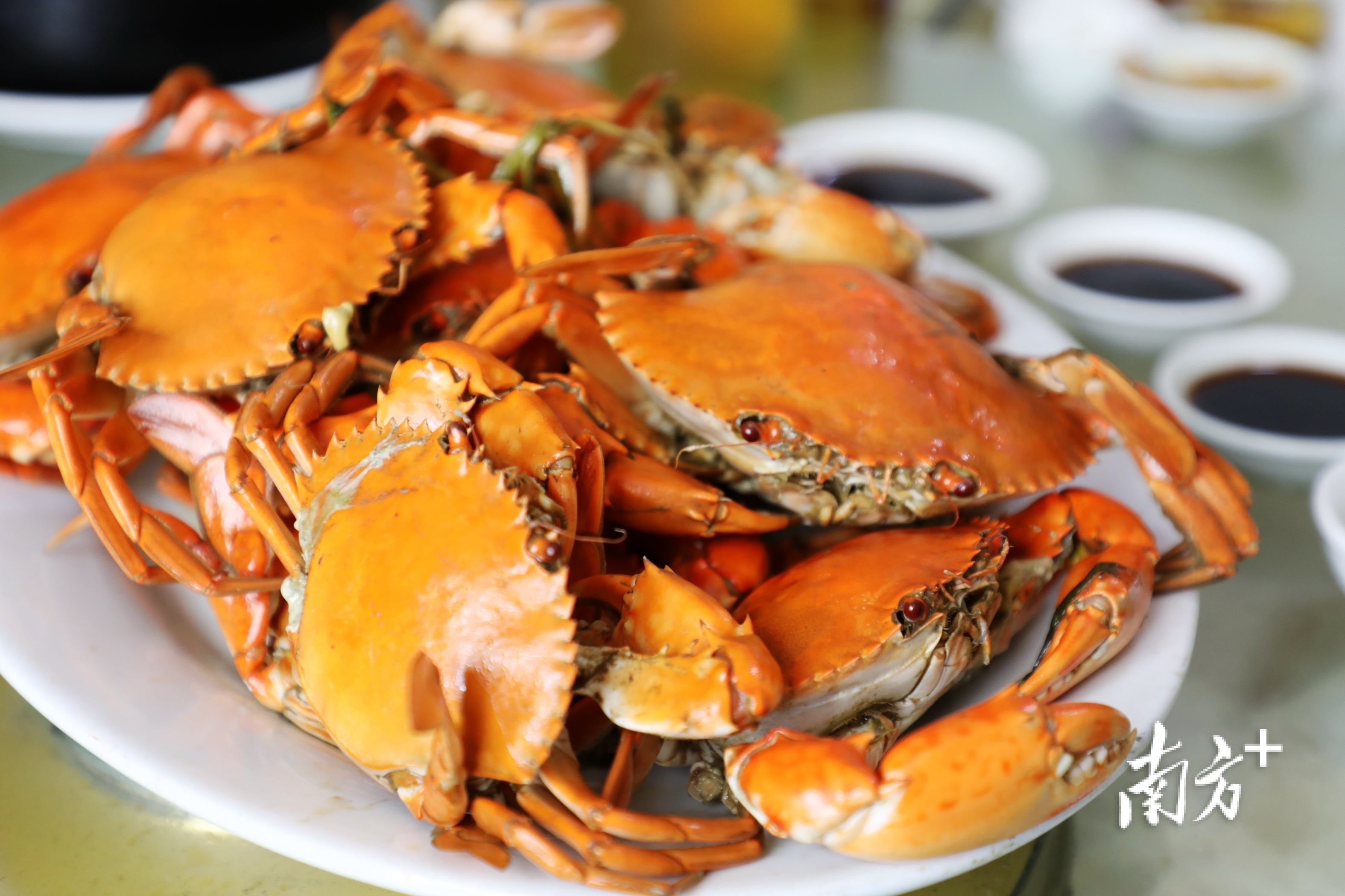 牛田洋青蟹学名叫拟穴青蟹,以个大、肉甜、味甘、膏香著称。 南方+ 张伟炜 拍摄 牛田洋青蟹学名叫拟穴青蟹,以个大、肉甜、味甘、膏香著称。 南方+ 张伟炜 拍摄