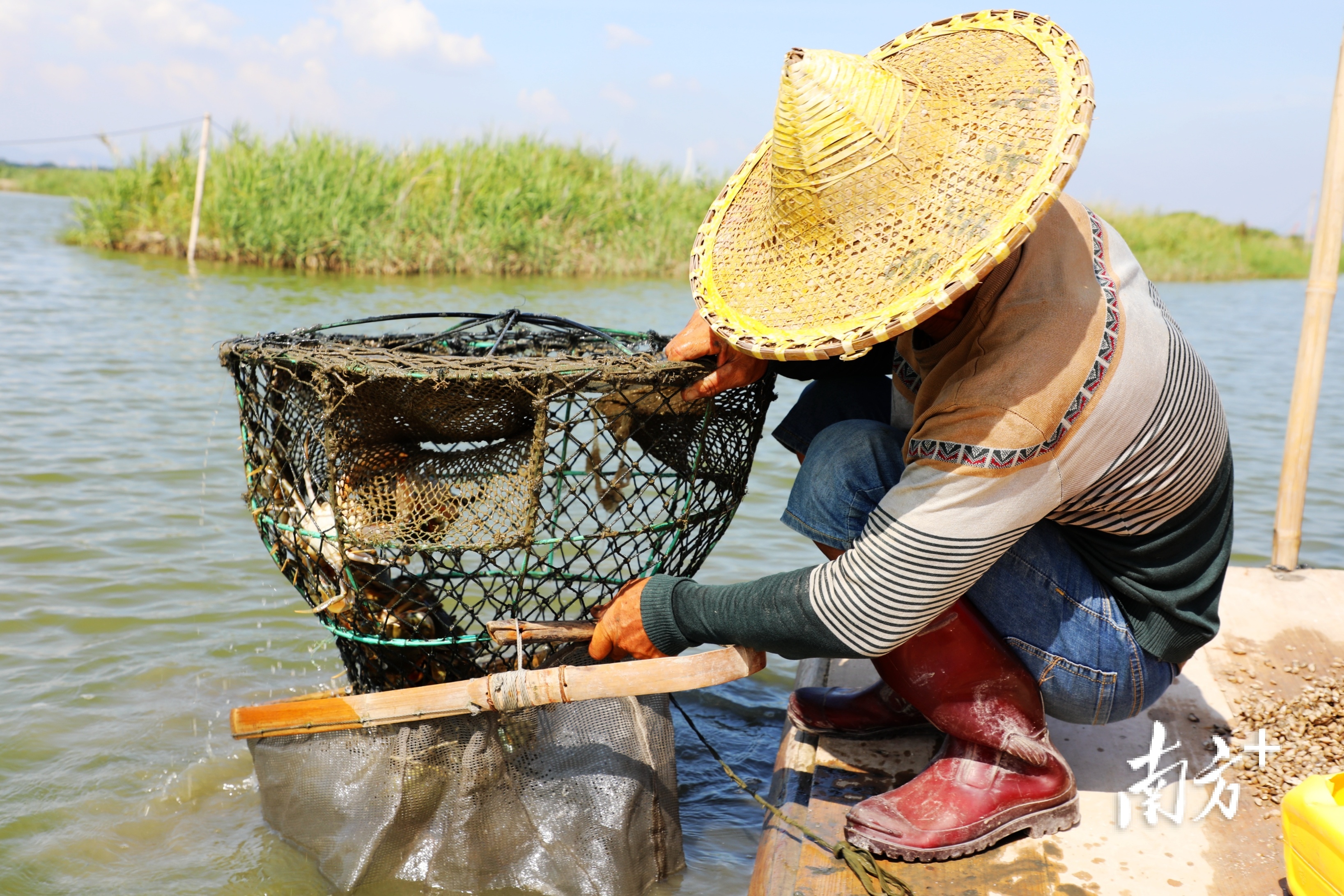 林惠庆麻利地捞起养殖笼,一只只鲜活生猛的青蟹在渔网中爬动。 南方+ 张伟炜 拍摄 林惠庆麻利地捞起养殖笼,一只只鲜活生猛的青蟹在渔网中爬动。 南方+ 张伟炜 拍摄