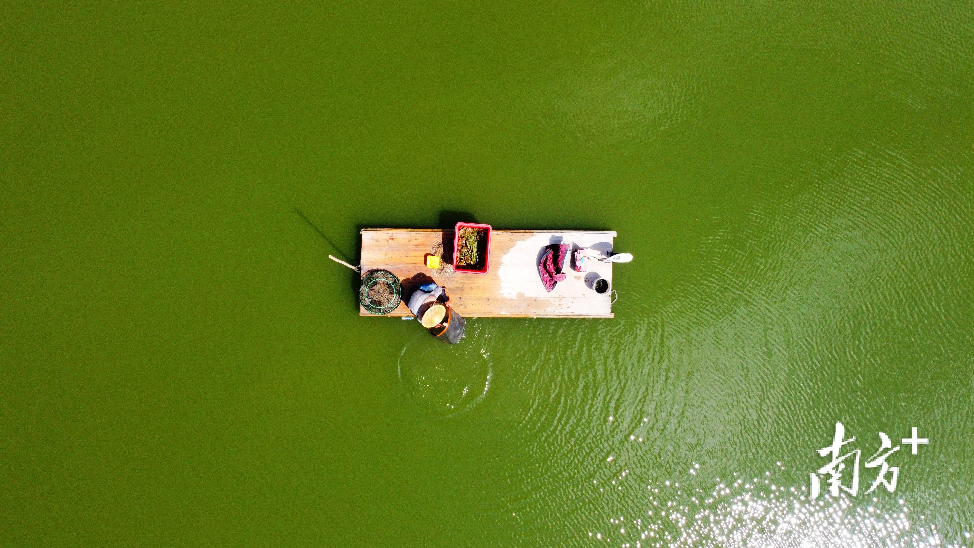 目前,牛田洋片区青蟹养殖面积约2.4万亩,年产量超过2000吨。 南方+ 张伟炜 拍摄 目前,牛田洋片区青蟹养殖面积约2.4万亩,年产量超过2000吨。 南方+ 张伟炜 拍摄