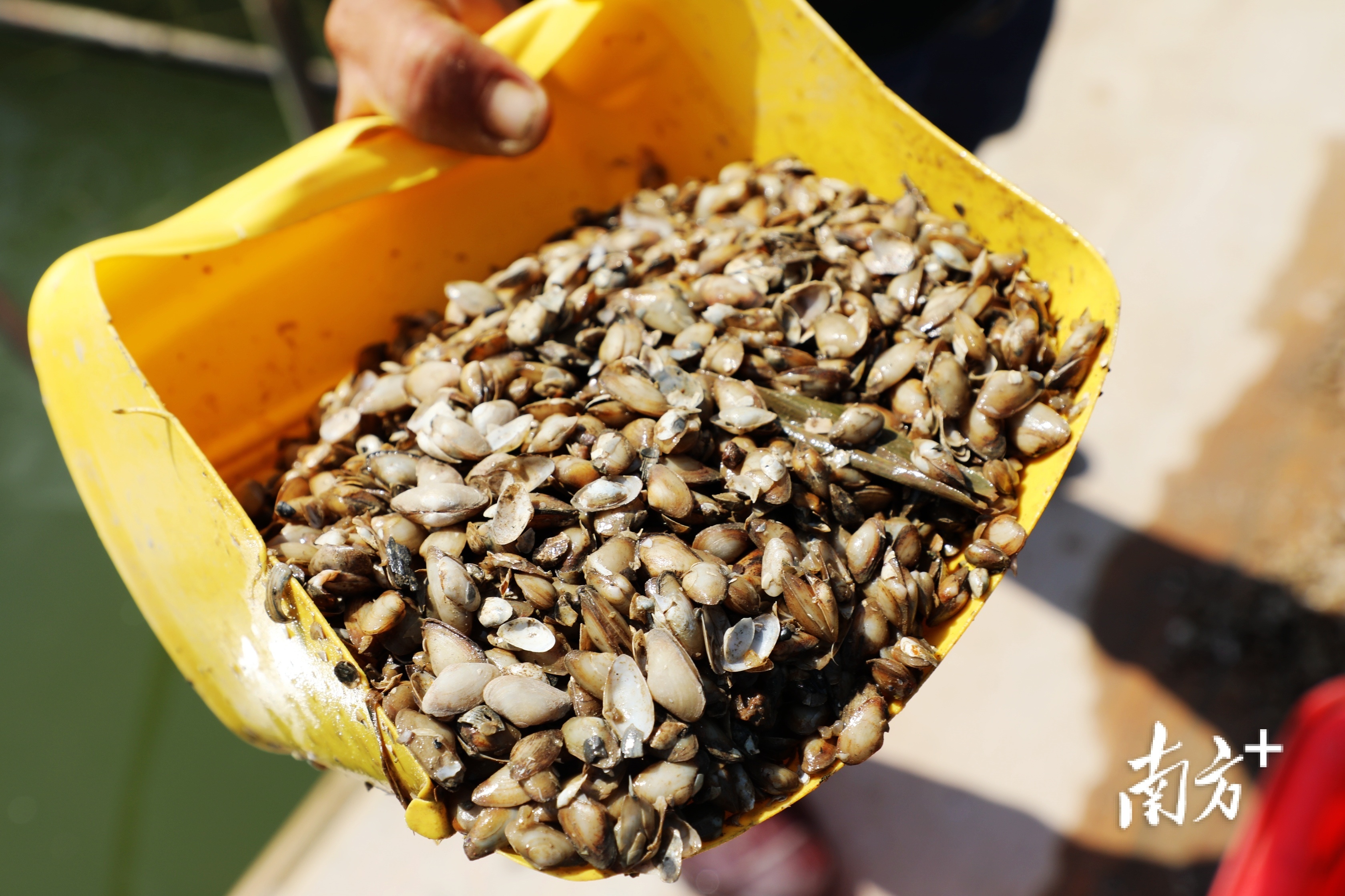 牛田洋青蟹所吃的饵料是一种名叫红肉蓝蛤的小型贝类。 南方+ 张伟炜 拍摄 牛田洋青蟹所吃的饵料是一种名叫红肉蓝蛤的小型贝类。 南方+ 张伟炜 拍摄