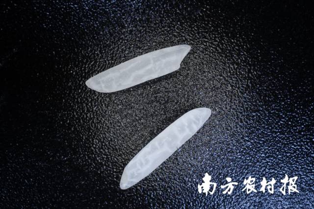 细长、晶莹的广东丝苗米。