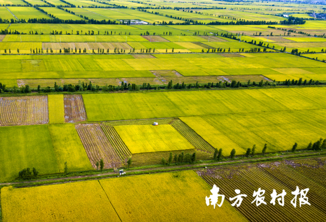 江门台山都斛的万亩稻田。