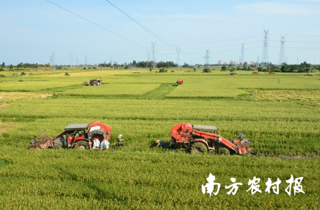 广东省丝苗米丰收景象。