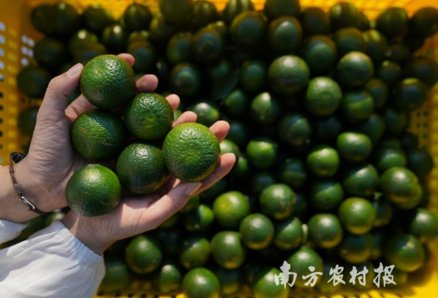 七月盛夏，“中国陈皮之乡”广东江门新会区迎来采摘新会小青柑、制作新会柑茶旺季。