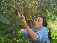 “轮椅车手”巡山7年，种下400亩澳洲坚果| 阳春市夏威夷果产业园系列报道④