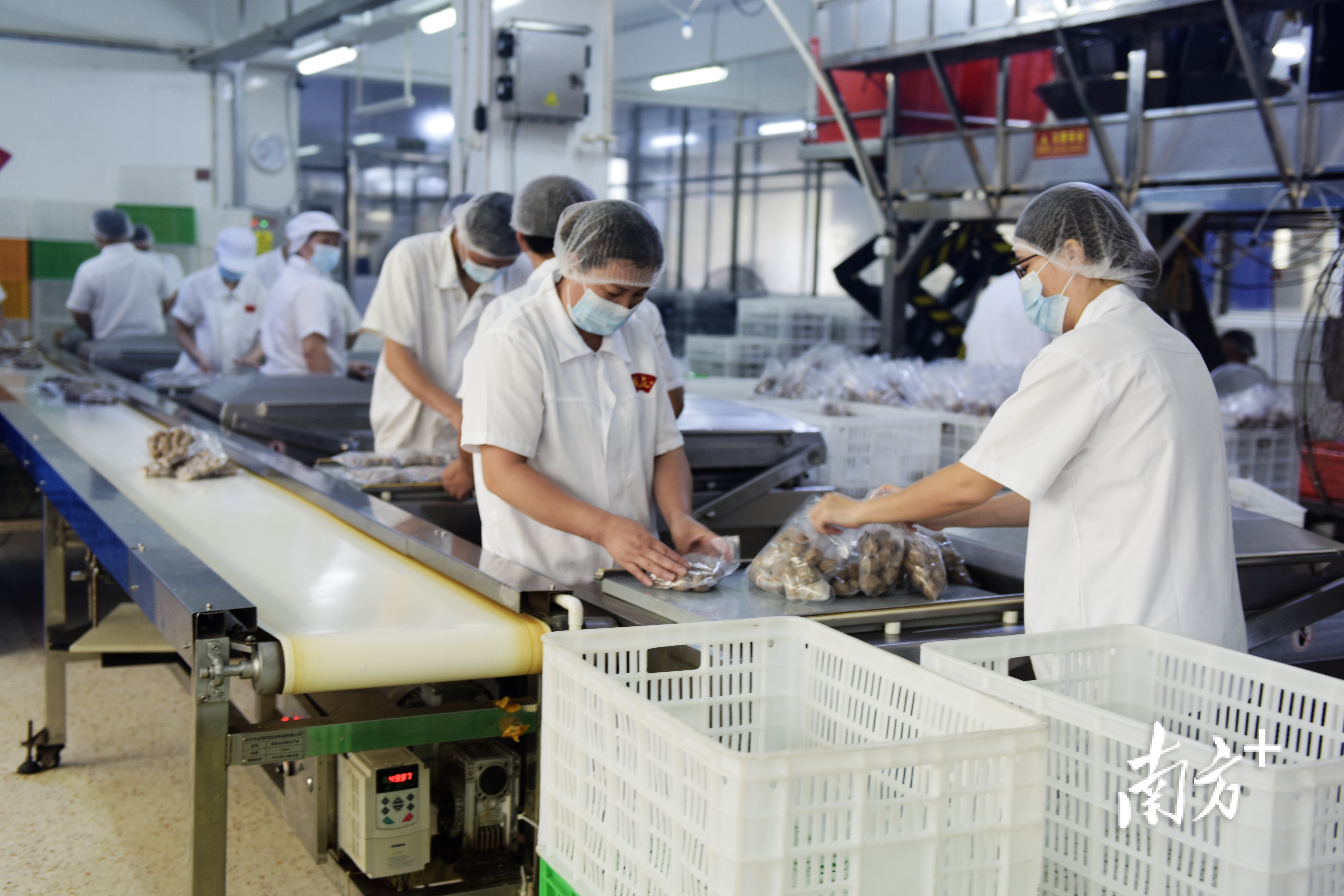 每一包牛肉丸在经过真空包装以后，还需要经过金属检测机的检测，确保每一颗肉丸都不会有金属物质残留。  南方+ 张伟炜 拍摄