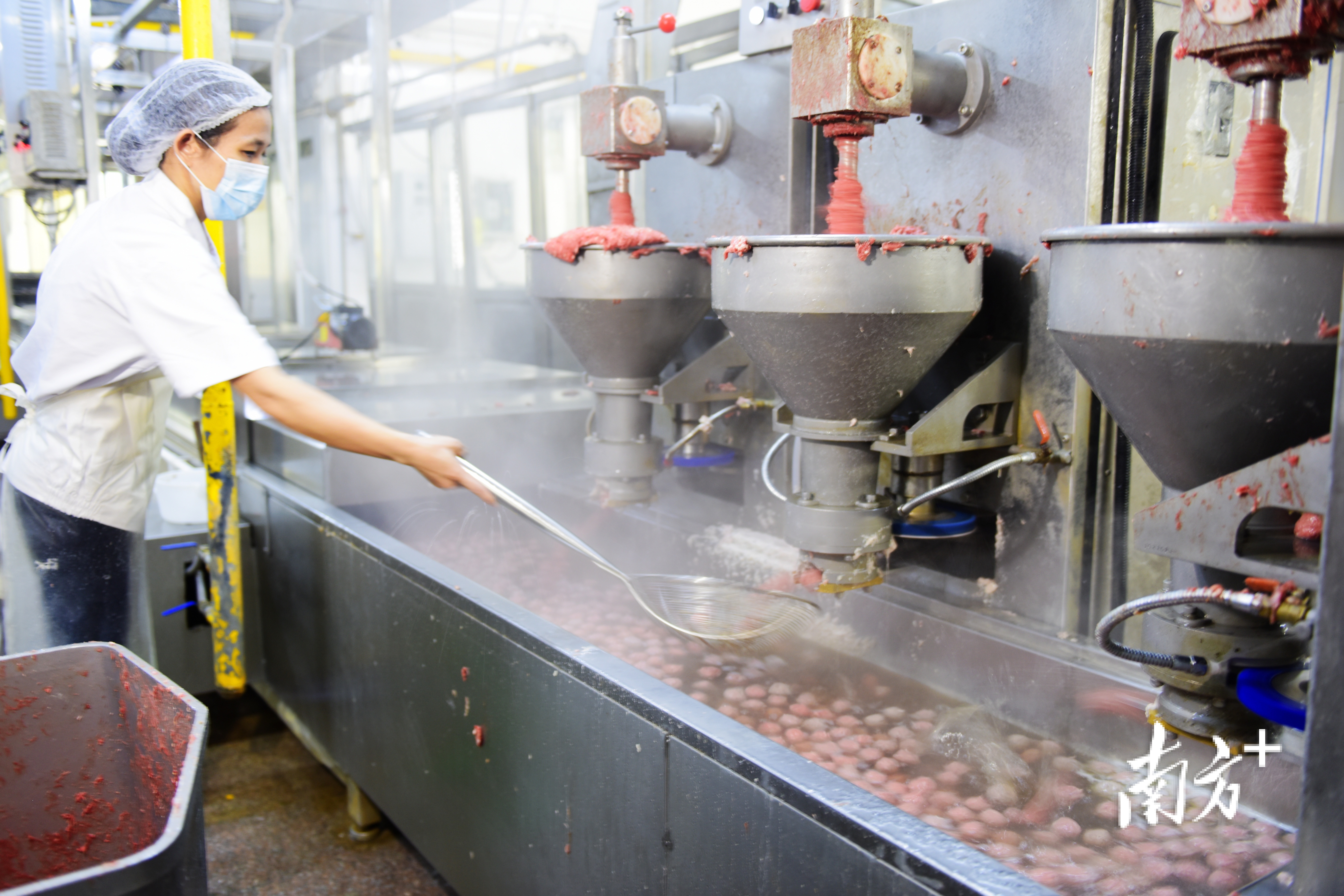 在高速成型机作用下，一颗颗凝固成形的牛肉丸纷纷“跳”入下方的温度数控水煮线进行中温、高温水煮。  南方+ 张伟炜 拍摄