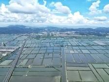 党建引领乡村振兴汕头行⑦ | 金平：党建引擎激活力，乡村蝶变图景新