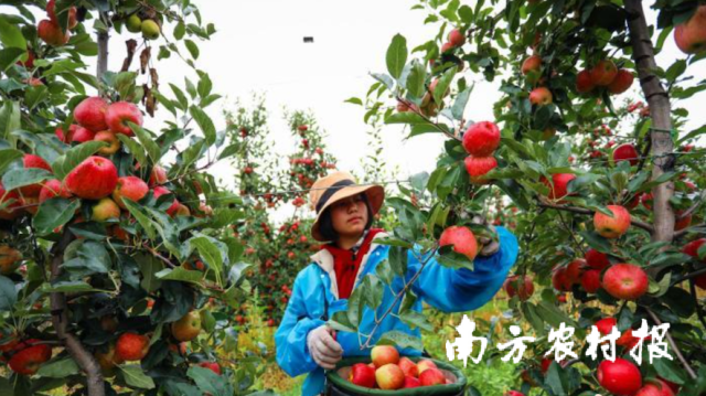 贵州省毕节市威宁县迤那镇苹果基地里，40%的威宁苹果销往深圳，被贴上“圳品”标签。