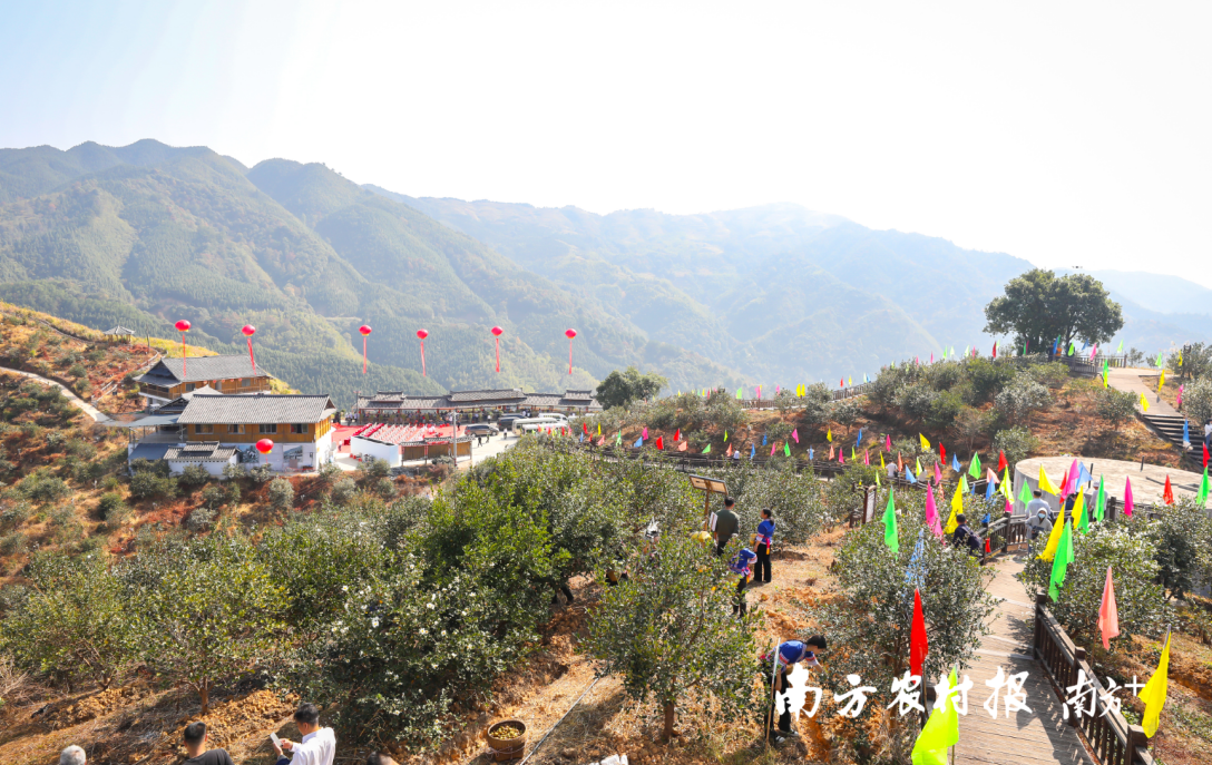 三江油茶种植基地。