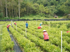 阳春坚果上榜！广东省首批林业特色产业发展基地名单公布 | 阳春市夏威夷果产业园系列报道⑱
