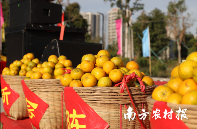 新会大红柑丰收采摘正当时。 新会大红柑丰收采摘正当时。