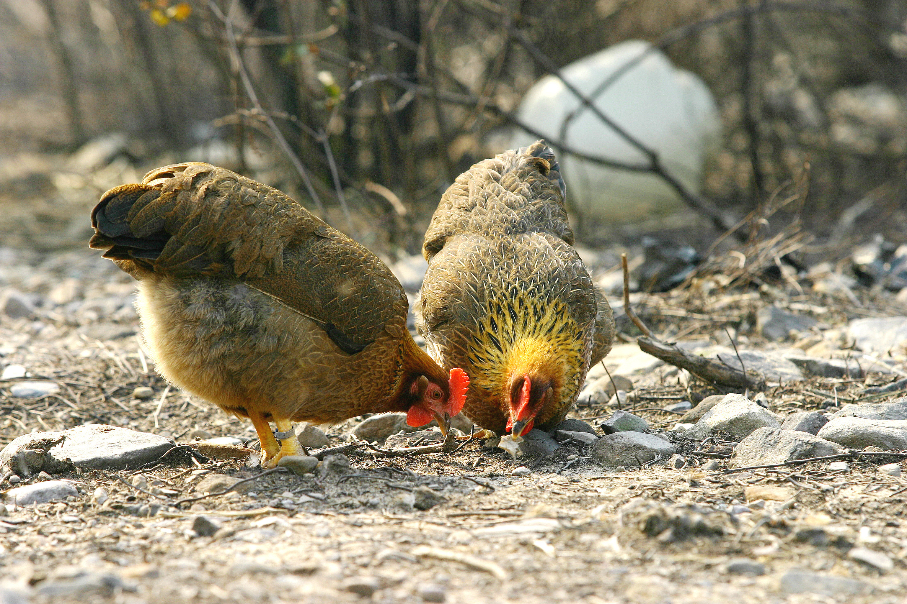 清远鸡。 清远鸡。