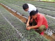 黎振兴：为高质量发展广东冬春蔬菜再加“一把劲”