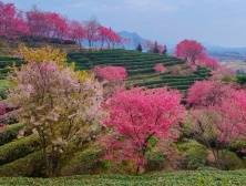 一大波美图来袭！和平樱花茶园成为游客打卡热门