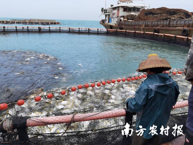 广东已建设具有国际市场竞争力的深海网箱产业体系、经营体系与生产体系。