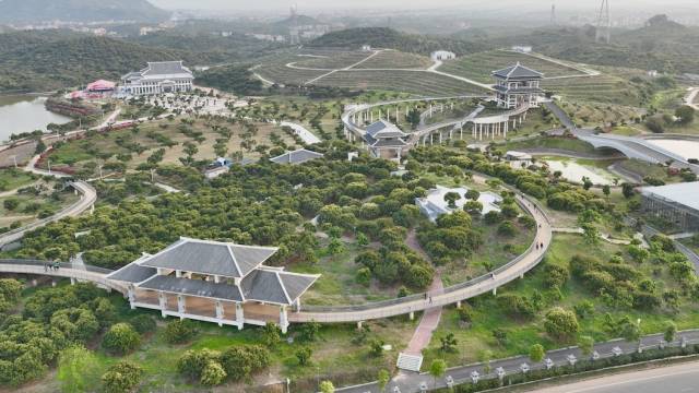 茂名高州荔枝园。