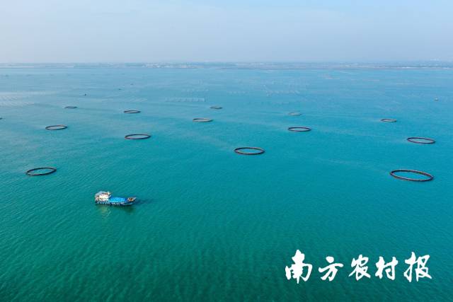 中国年鱼再“游”珠海！无人机配送、海岛旅游、明星“村播”助阵、.....精彩亮点抢先看