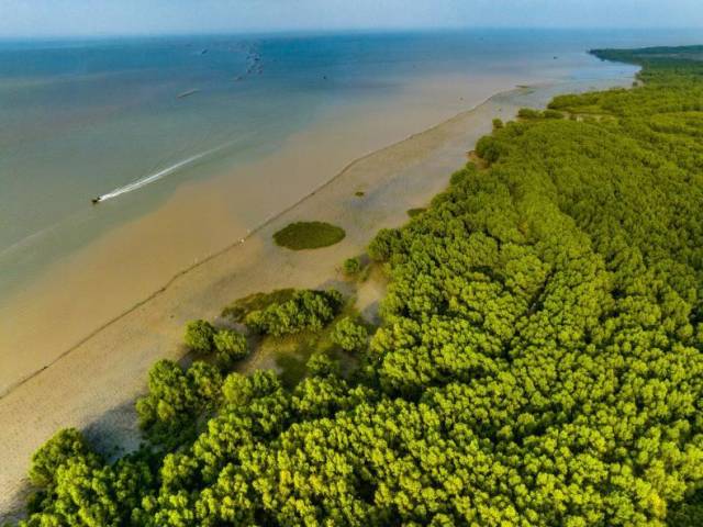 凭借茂密的树枝和发达的根系，红树林能够稳稳扎根于滩涂之中。（何盈 摄）