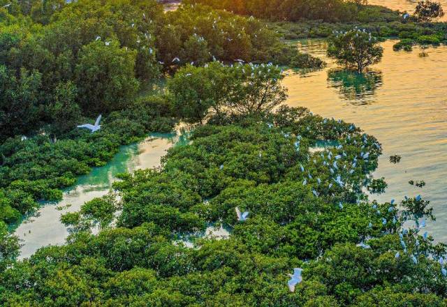 成群白鹭在红树林休憩觅食。（何盈 摄）