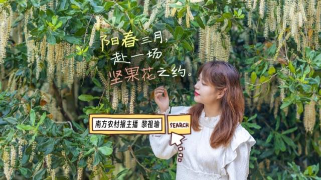 阳春三月，赴一场坚果花之约