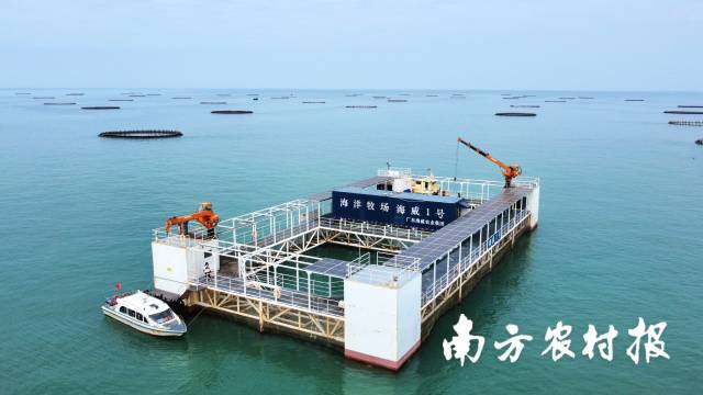 广东海威农业集团有限公司打造的“海威1号”，这是湛江首个深远海养殖平台。
