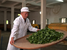 传承工夫制茶技艺，潮州单丛香飘四方