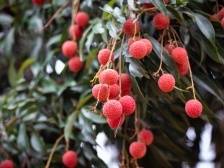 全“荔”以赴，精彩纷呈！2023广东荔枝丝路行活动来了