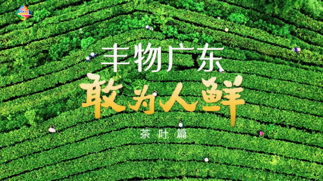 丰物广东 敢为人“鲜” 之茶叶篇