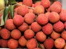 春暖荔花开，“仙品荔”主题征文启动