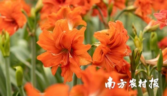 圣茵自育朱顶红品种。