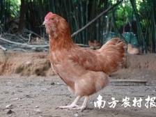 原鸡原味，皮脆肉嫩！8月11日直播带您了解胡须鸡新吃法