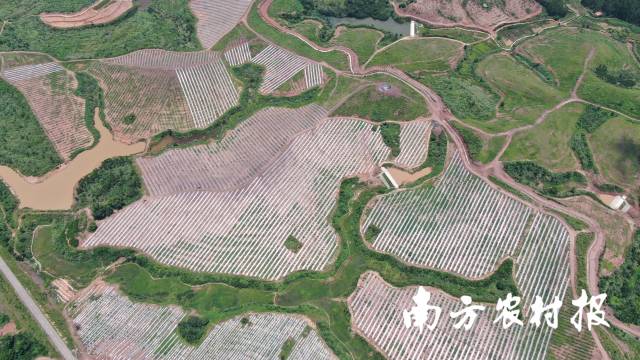 河源油茶种植基地纵横交错