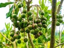 新添加工生产线，阳春坚果全产业链产值将突破8亿元