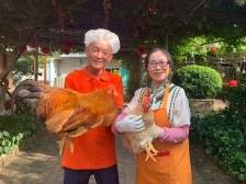 天下食客垂涎三尺！在“菠萝的海”熏陶下的湛江凤梨鸡是怎样养成的？