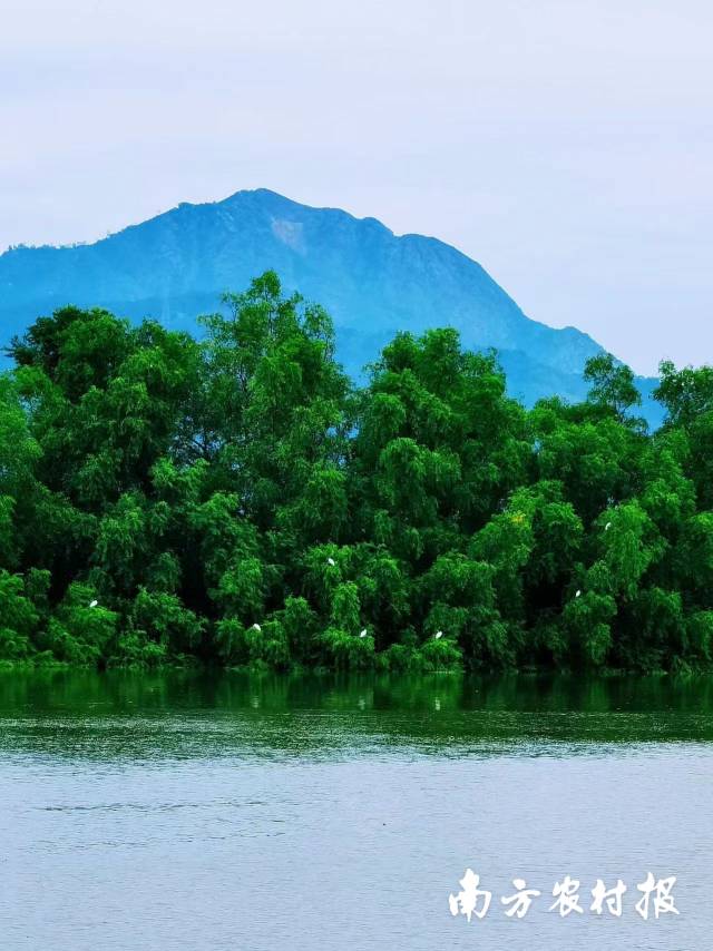 从湛江到汕头，红树林在南粤大地漫长的海岸线上组成了一条绿色生态廊道。