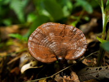 深山种灵芝，仙草花开“芝”繁“业”茂 | 绿美广东·生态优品⑩