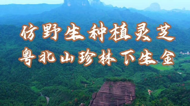 仿野生种植灵芝，粤北山珍林下生金