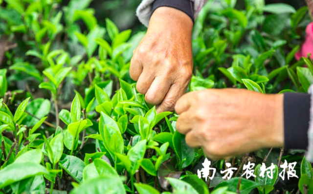 又是一年春茶采摘季，英德茶农采茶忙。