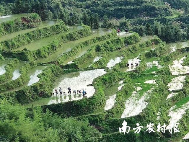 连山梯田。
