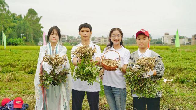 忠信举办花生采摘体验活动。 忠信举办花生采摘体验活动。
