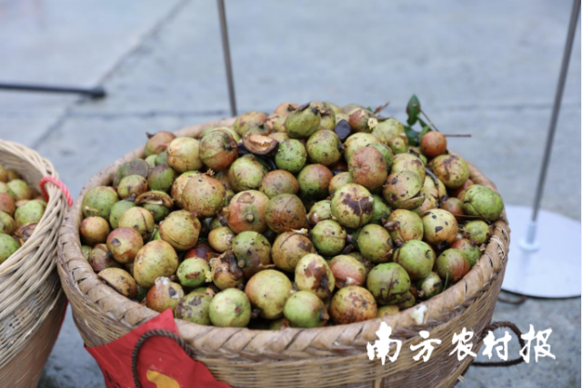 三江油茶果迎丰收。